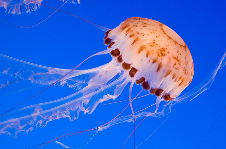 Как быть, если ужалила медуза?