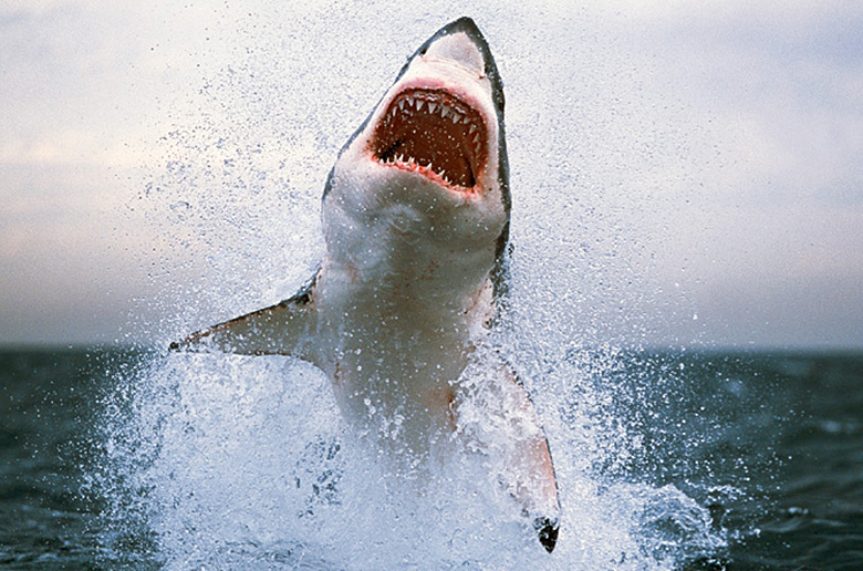 Как пережить нападение  акулы