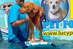 Первый в мире сёрф-бассейн для собак