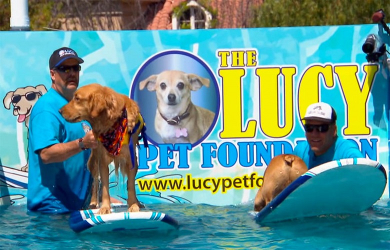 Первый в мире сёрф-бассейн для собак